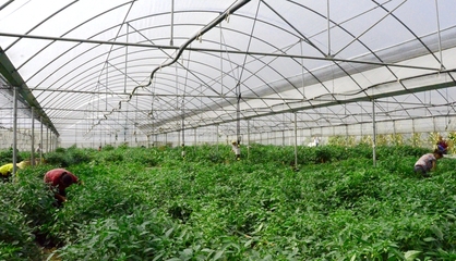 遵义汇川辣椒受热捧，“土广椒”远销粤沪，育苗基质加工成新增长点